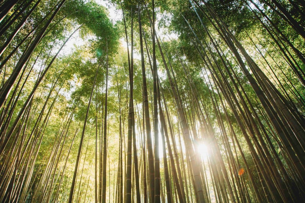 fotka na bambusovy les v japonsku