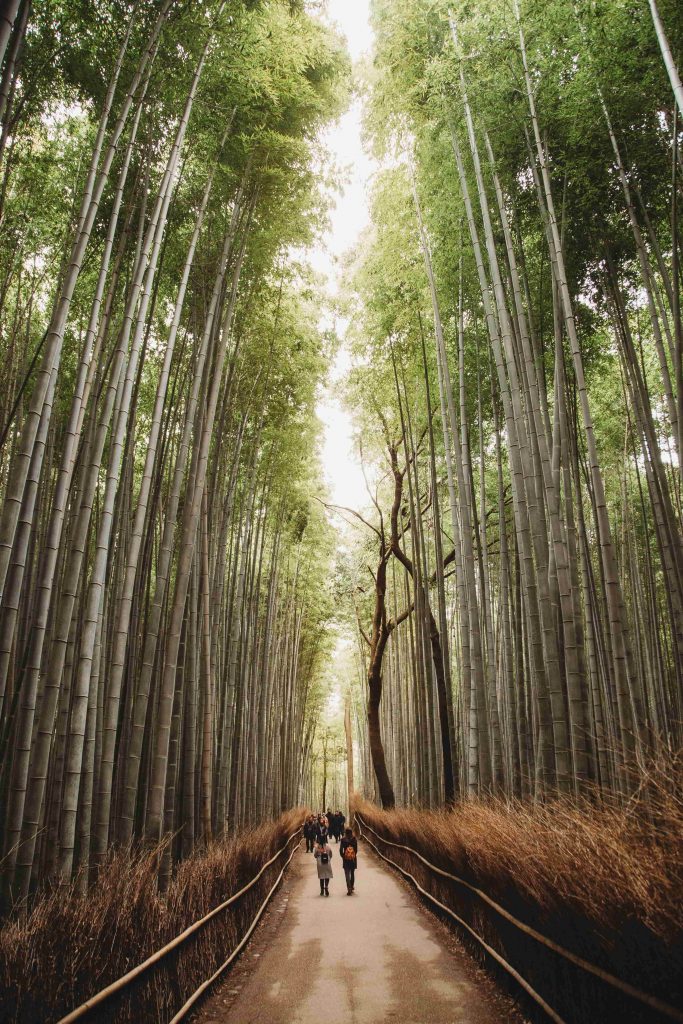 cesta veduca cez bambusovy les v kyoto v japonsku
