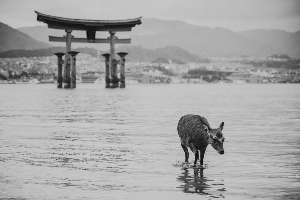 japonska srnka stojaca vo vode pred japonskou pamiatkou