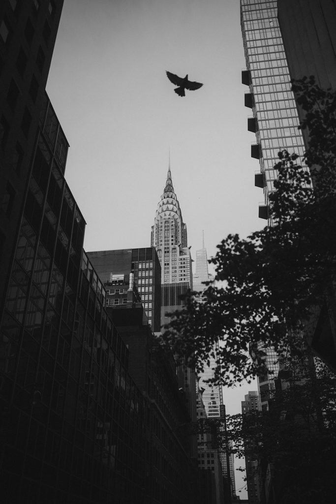 Black and white photo of a bird flying over the chrysler building.